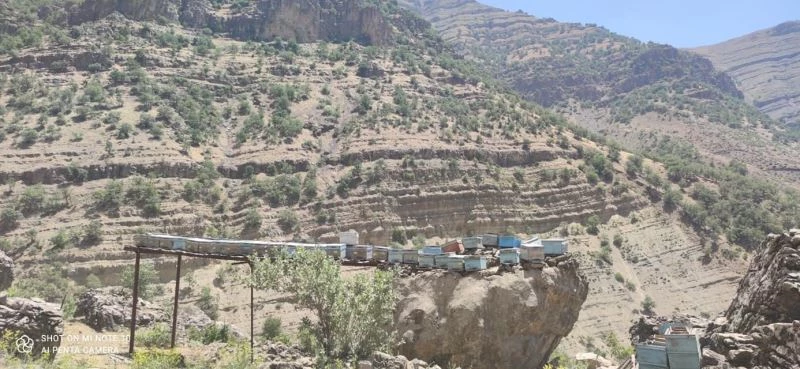 Ayılar arılarını telef edince çözümü kovanları çıkılması imkansız kayaların üzerine yerleştirmekte buldular
