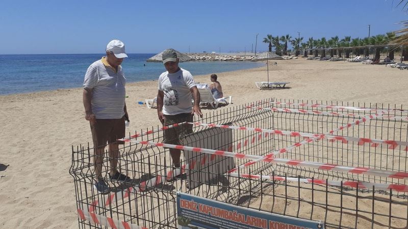 Didim’de 1 yıl aradan sonra Carettalar yumurta bıraktı
