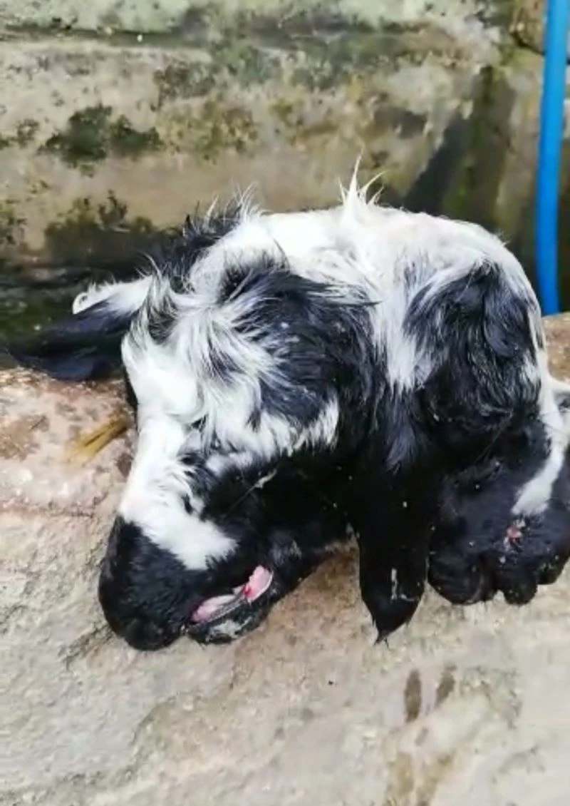 Bursa’da çift başlı kuzu şaşkınlığı
