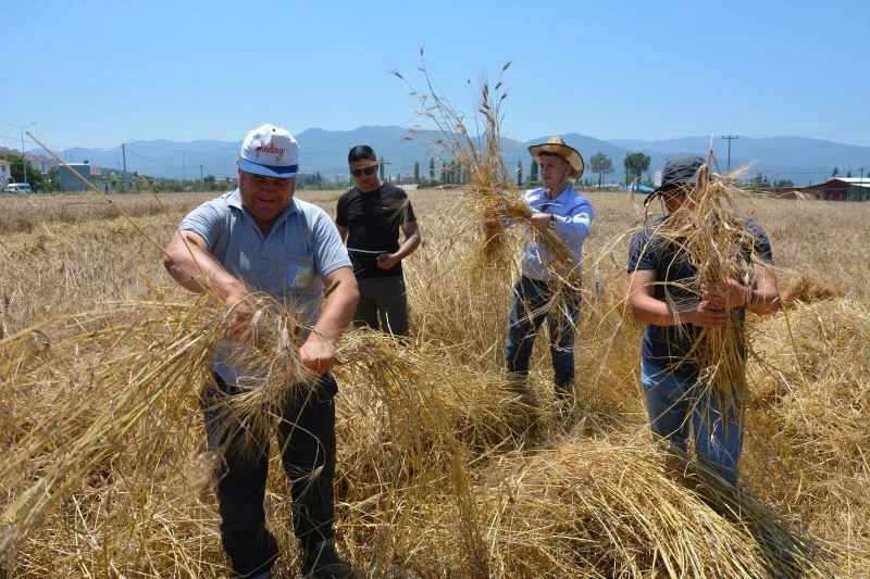Sındırgı Karakılçık buğdayında yıllar sonra ilk hasat gerçekleşti
