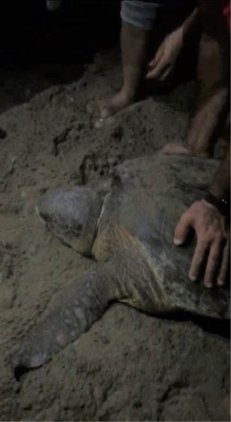 Boynuna ip dolanan caretta caretta’yı cam parçası ile kurtardılar
