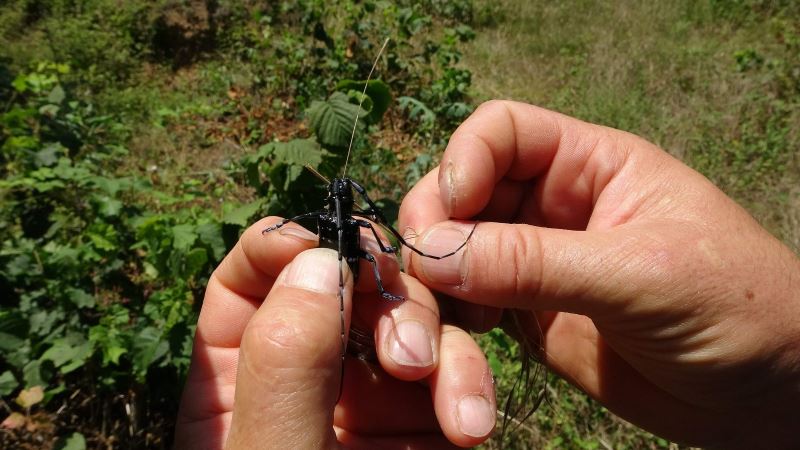 Fındığın kanseri ’Drakula’ya karşı mantarlı mücadele başlatılacak
