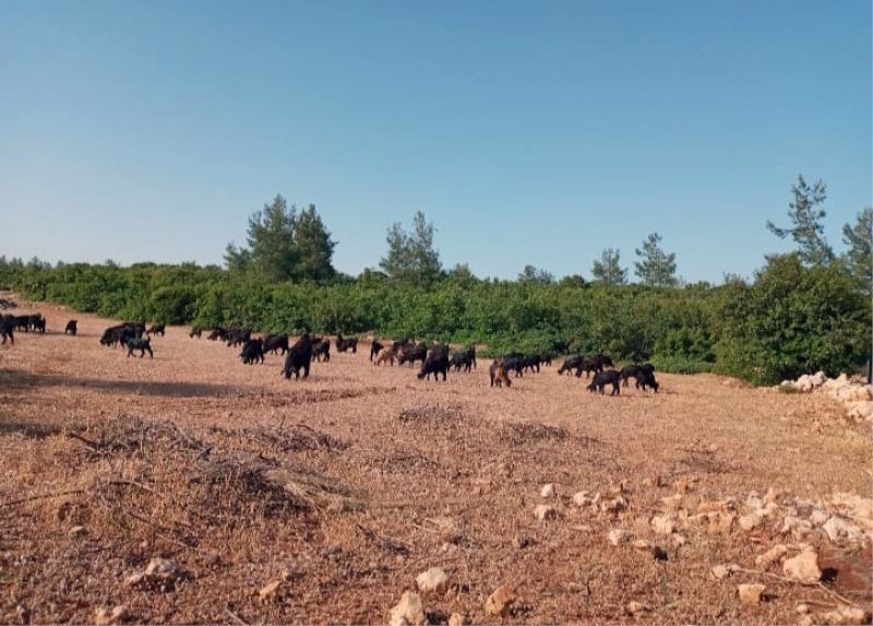 Hırsızlar çobanın keçileri ile birlikte hayallerini de çaldılar
