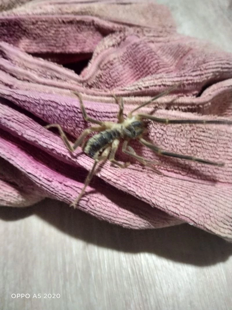 Kütahya’da ’Sarıkız’ tedirginliği
