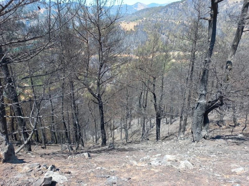 İtfaiye ekipleri kaplumbağayı yanmaktan son anda kurtardı
