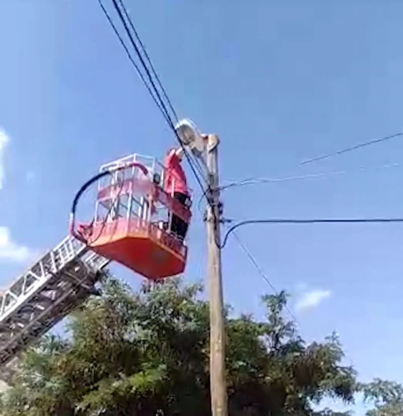 Telefon direğinde mahsur kalan kedi kurtarıldı
