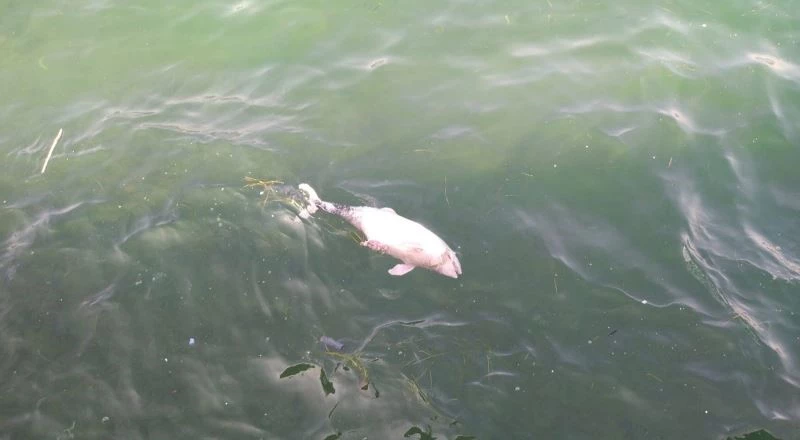 (Özel) Tarabya’da içler acıtan görüntü: Ölü yavru yunus kıyıya vurdu
