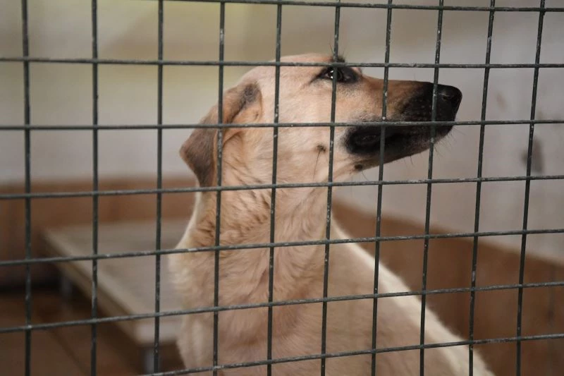 Manavgat Hayvan Barınağındaki kedi ve köpekler Konyaaltı’nda
