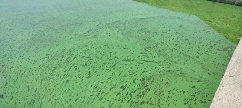 Sazlıbosna Gölü tehlike saçıyor, gölün rengi yeşile döndü
