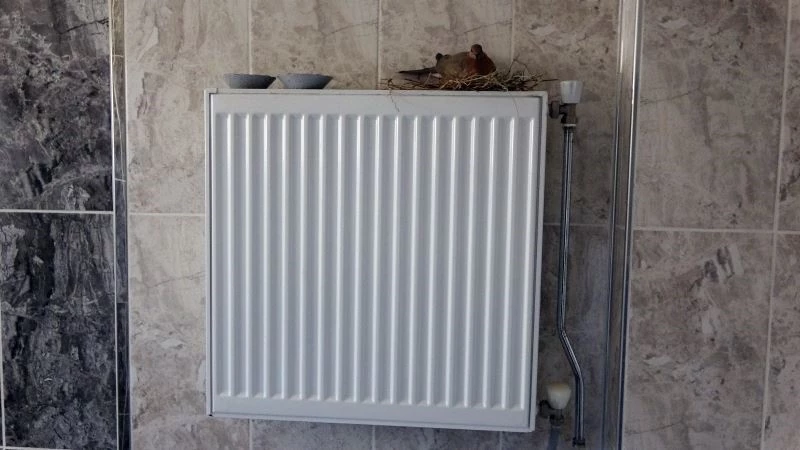 Rehabilitasyon merkezinin banyosuna yuva yapan kumru kuşu ilgi odağı oldu
