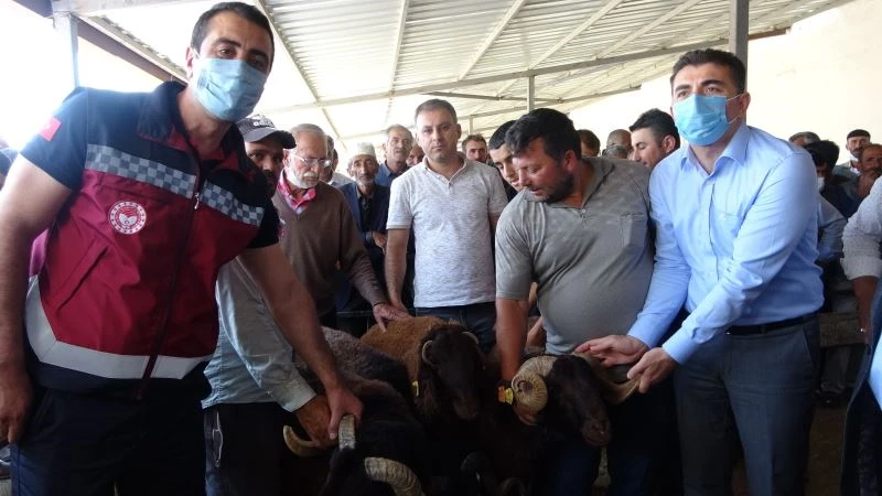 Bingöl’de 139 üreticiye 516 adet damızlık koç ve teke dağıtıldı
