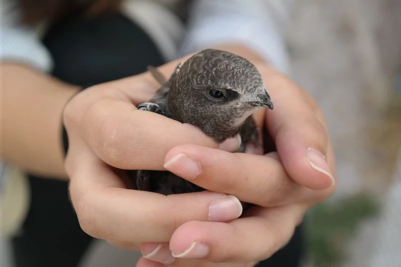 Serçe sandı ebabil kuşu çıktı
