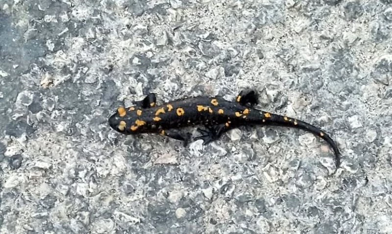 Osmaniye’de nesli tehdit altındaki ’sarı benekli semender’ görüntülendi