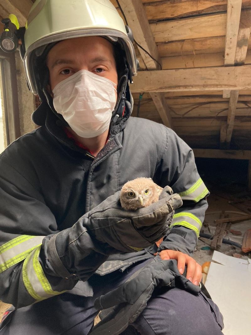 Çatı arasında mahsur kalan baykuşun yardımına itfaiye ekipleri yetişti
