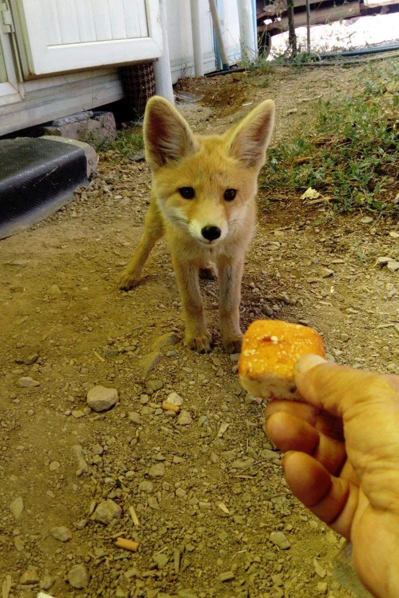 Yavru tilkiyle arıcının dostluğu
