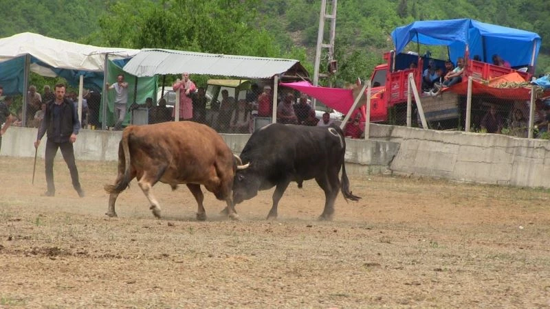 Artvin’de boğalar arenada sahipleri tribünde kapıştı
