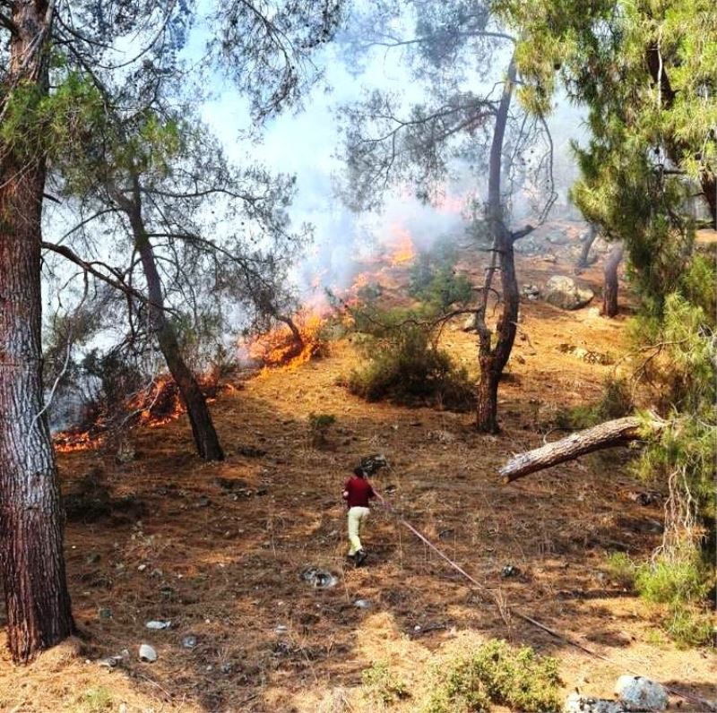 Aydın’daki yangında 2 hektar kızılçam ormanı zarar gördü
