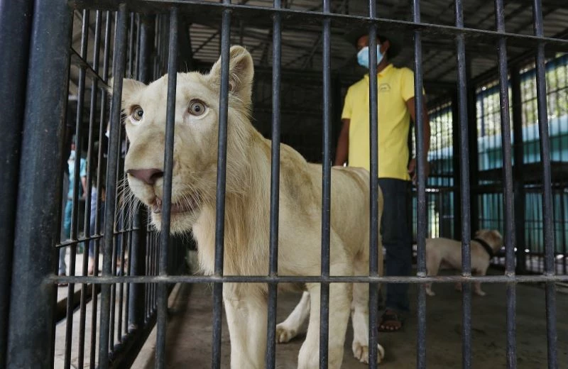 Kamboçya’da devletin el koyduğu TikTok fenomeni aslan sahibine iade edildi
