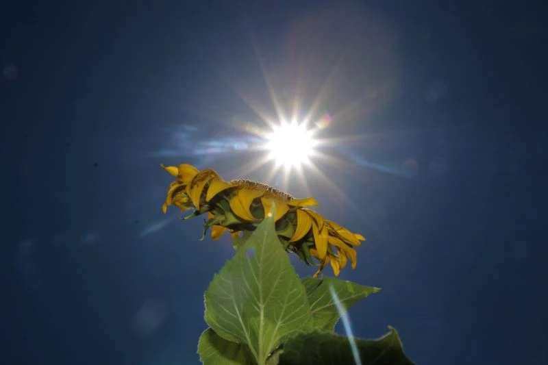 Basınçlı sulama sistemine geçip 4 bin dönüme ayçiçeği ekti, gören Trakya zannetti
