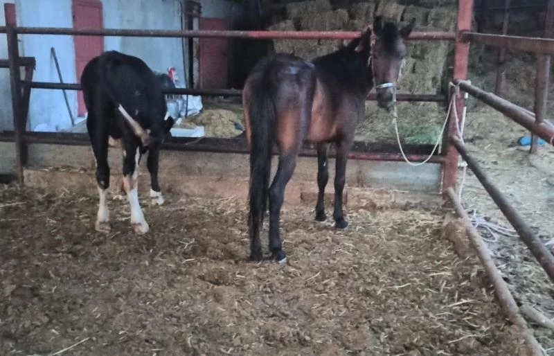 Atı motosiklete bağlayarak çeken şahıslara ceza yağdı
