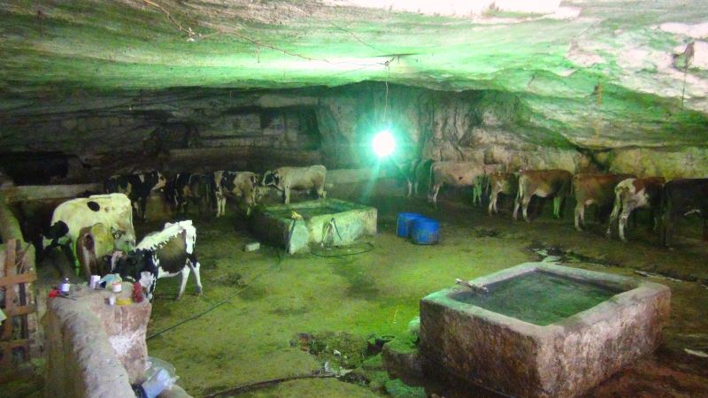 Hissedilen sıcaklığın 50 dereceye yaklaştığı Şanlıurfa’da kurbanlıklar 20 derecelik mağaralarda besleniyor
