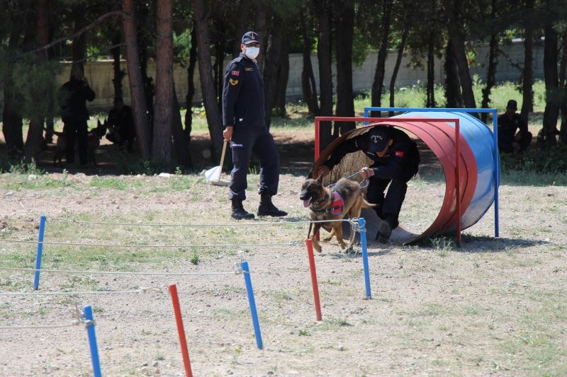 Köpek ve kullanıcılarının yarışı nefesleri kesti
