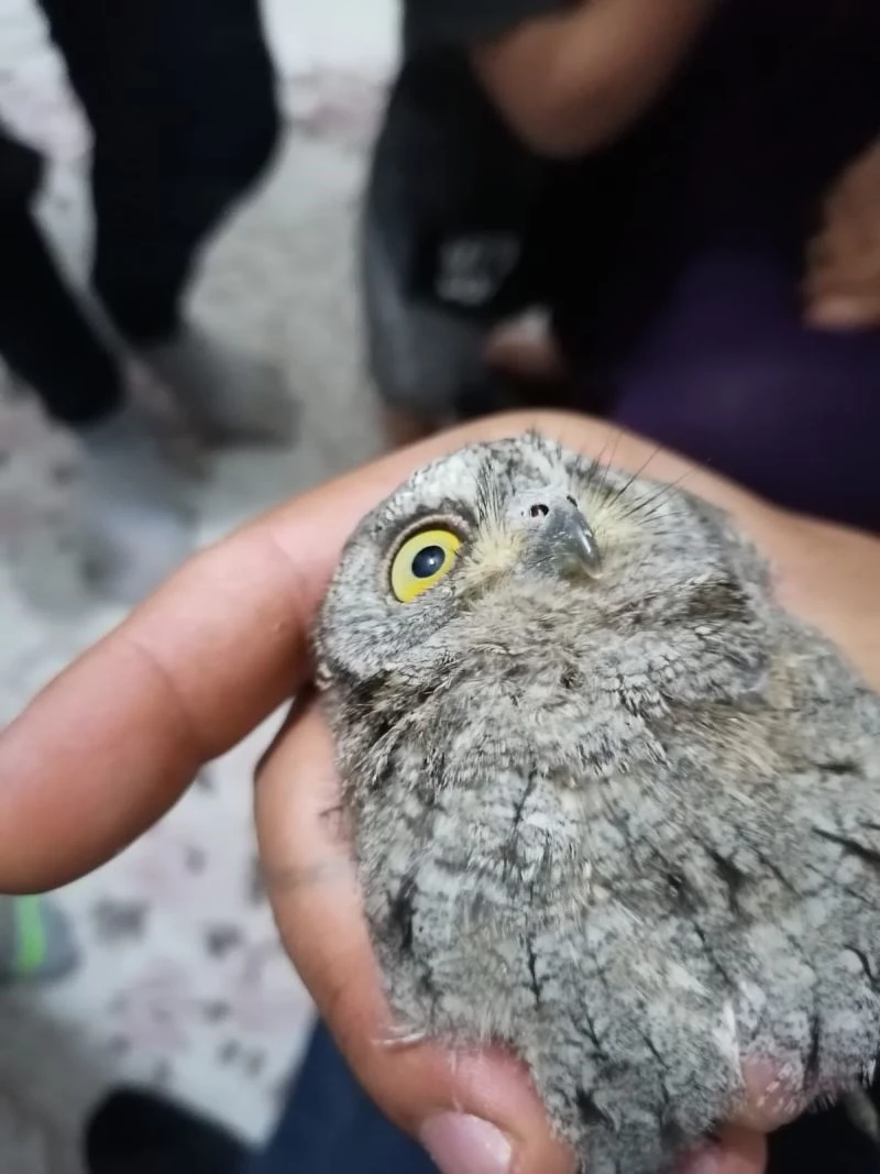 Balkona çıktı, şaşkınlığını gizleyemedi
