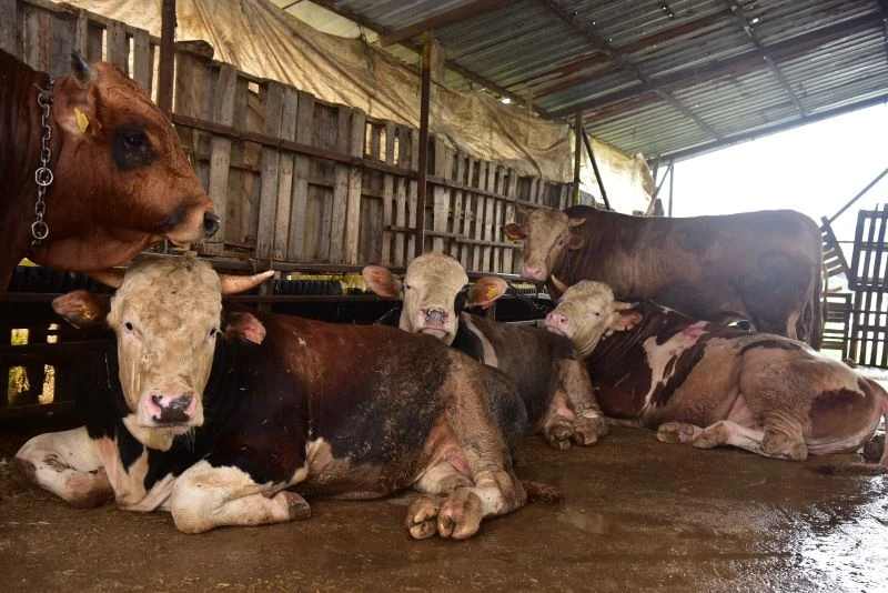 Tuzla’da kurbanlık satış ve kesim noktalarına sıkı denetim
