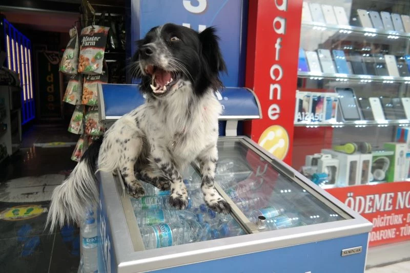 Market sahibinin köpeği “Dayı” mahallenin maskotu oldu
