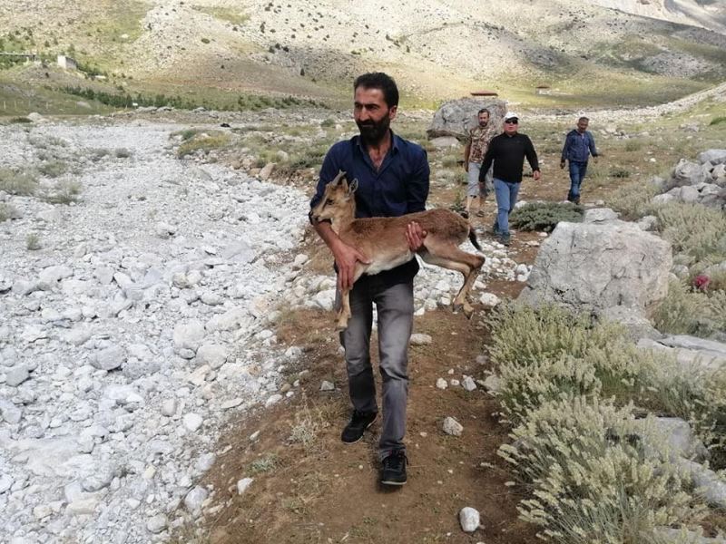 Piknikçilerin bulduğu yavru yaban keçisine şefkat eli uzandı
