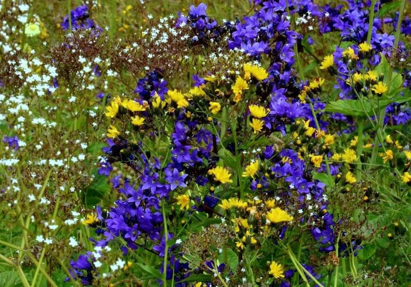 Anzer Balı Coğrafi İşaret denetimleri ve bilgilendirme toplantısı yapıldı
