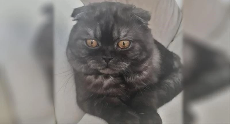 Kedisinin başına koyduğu ödülü 2 katına çıkardı
