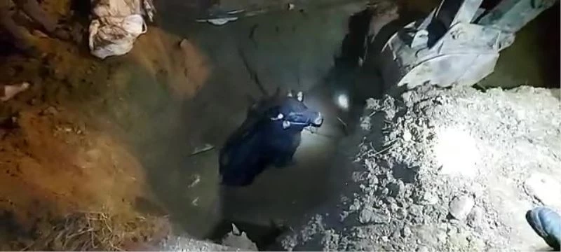 Lağım çukuruna düşen tosun, kepçe yardımıyla kurtarıldı
