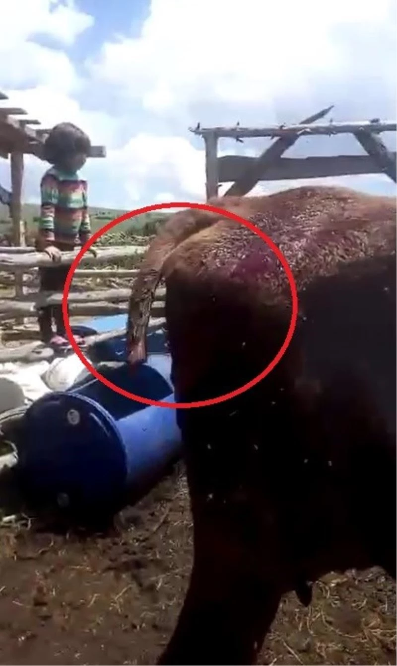 Tokat’ta 6 inek kuyrukları kesilmiş olarak bulundu
