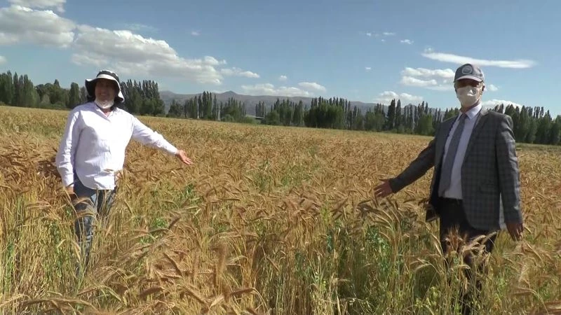 ‘Ümran Hanım Tritikale’ yemi çiftçilerin yüzünü güldürecek
