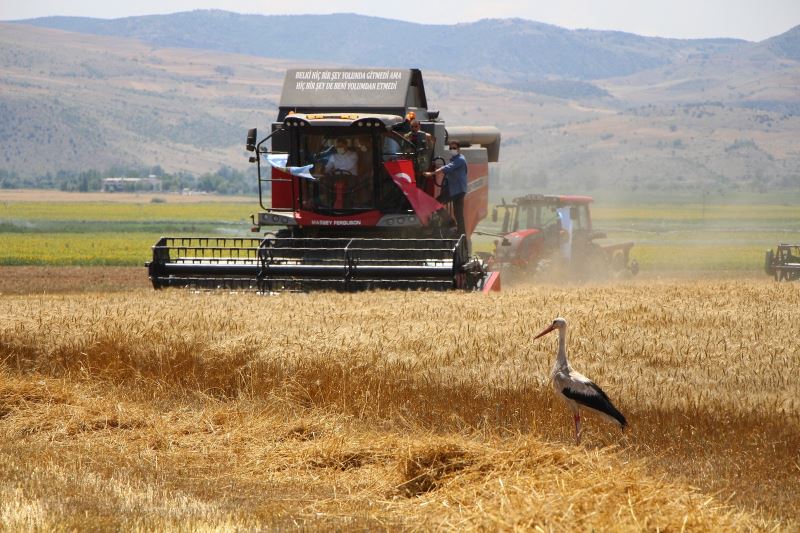 Amasya’da bereketli hasat: Leylekler buğday avında
