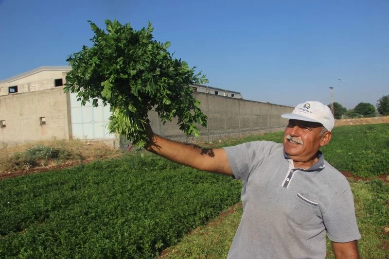 40 derece sıcaklıkta maydanoz hasadı
