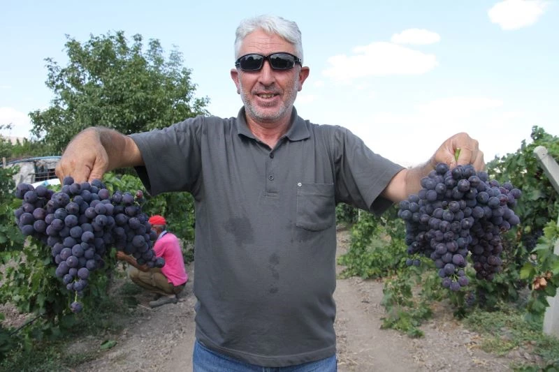 Elazığ’ın üzüm köyünde erkenci üzüm hasadı
