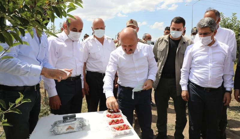 Vali Varol, meyve bahçelerini inceledi
