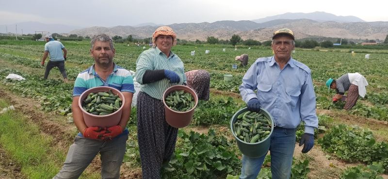 Hava sıcaklıkları salatalığı olumsuz etkiledi
