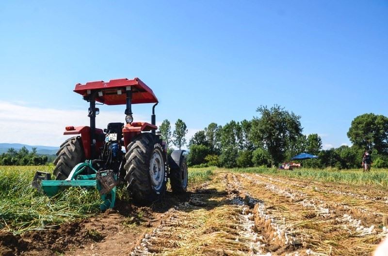 Bakan Yardımcısı, kullandığı traktör ile Taşköprü sarımsağının hasadını başlattı

