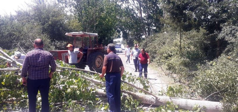 Fırtınadan devrilen kavak ağacı karayolunu kapattı
