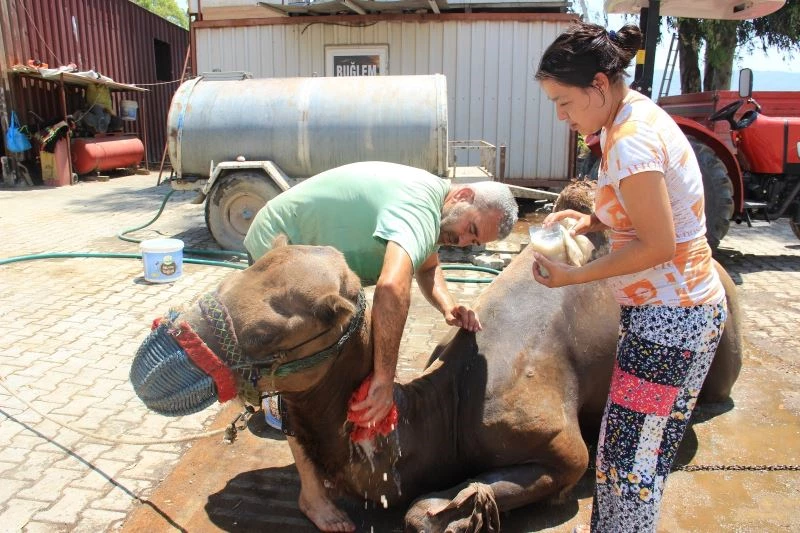 Aydın’daki çöl sıcaklarına karşı deveciler seferberlik ilan etti
