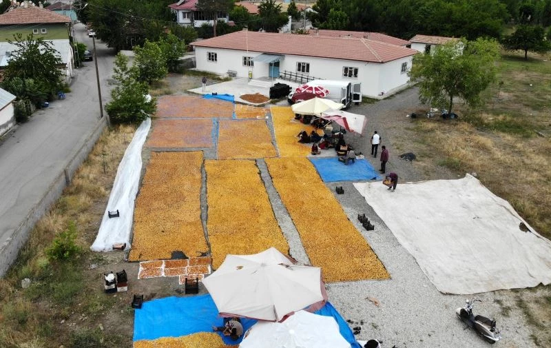 (Özel) Yaz meyvesi ‘kayısı’ hasat sonrası kurutulup kışa hazırlanıyor
