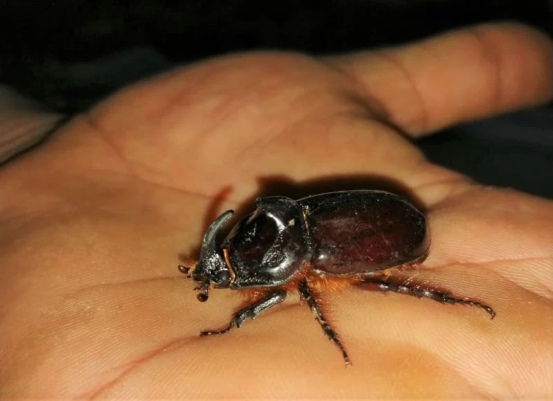 Kahramanmaraş’ta gergedan böceği görüldü
