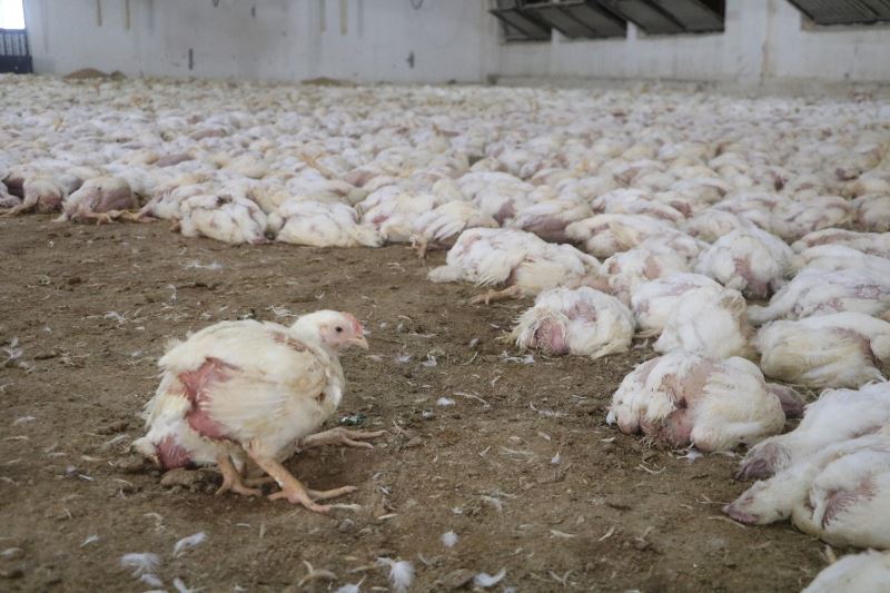 Havasız kalan 35 bin tavuk telef oldu
