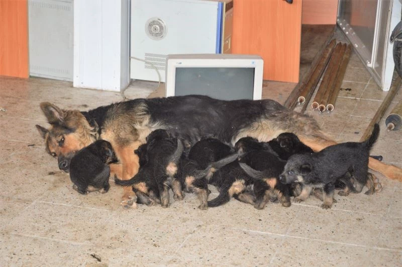 6 beklerken 11 yavru doğurdu, sahiplendirilecekler
