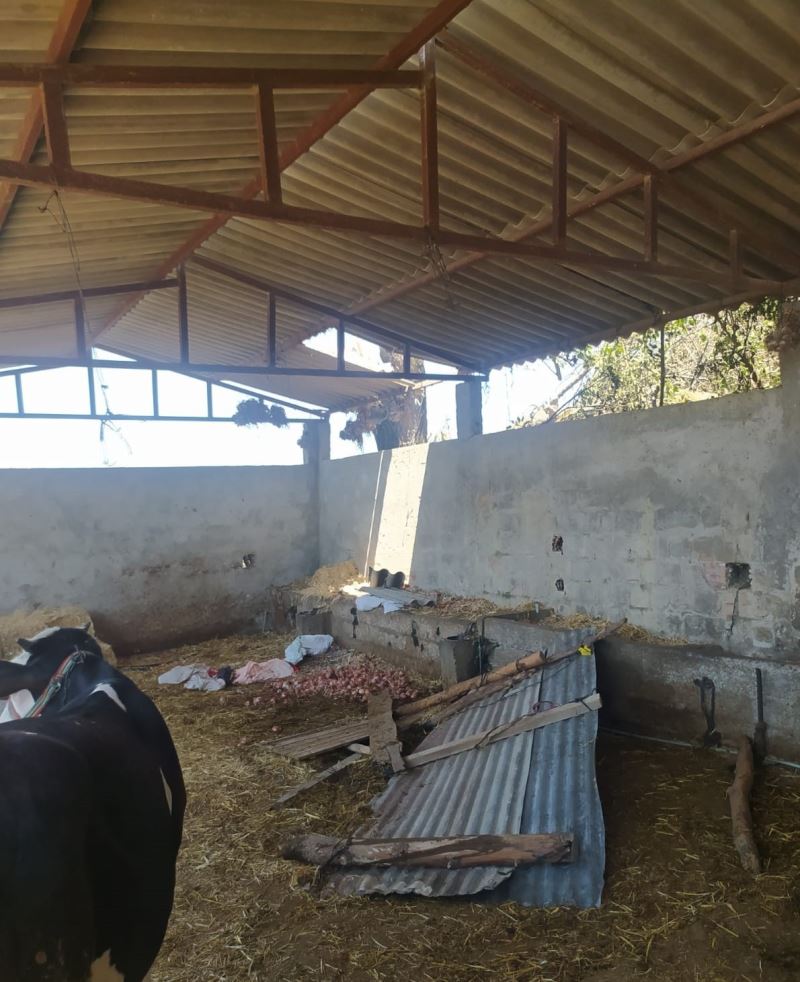 Ahırın çatısı çöktü, soğan seren 2 kadın yaralandı
