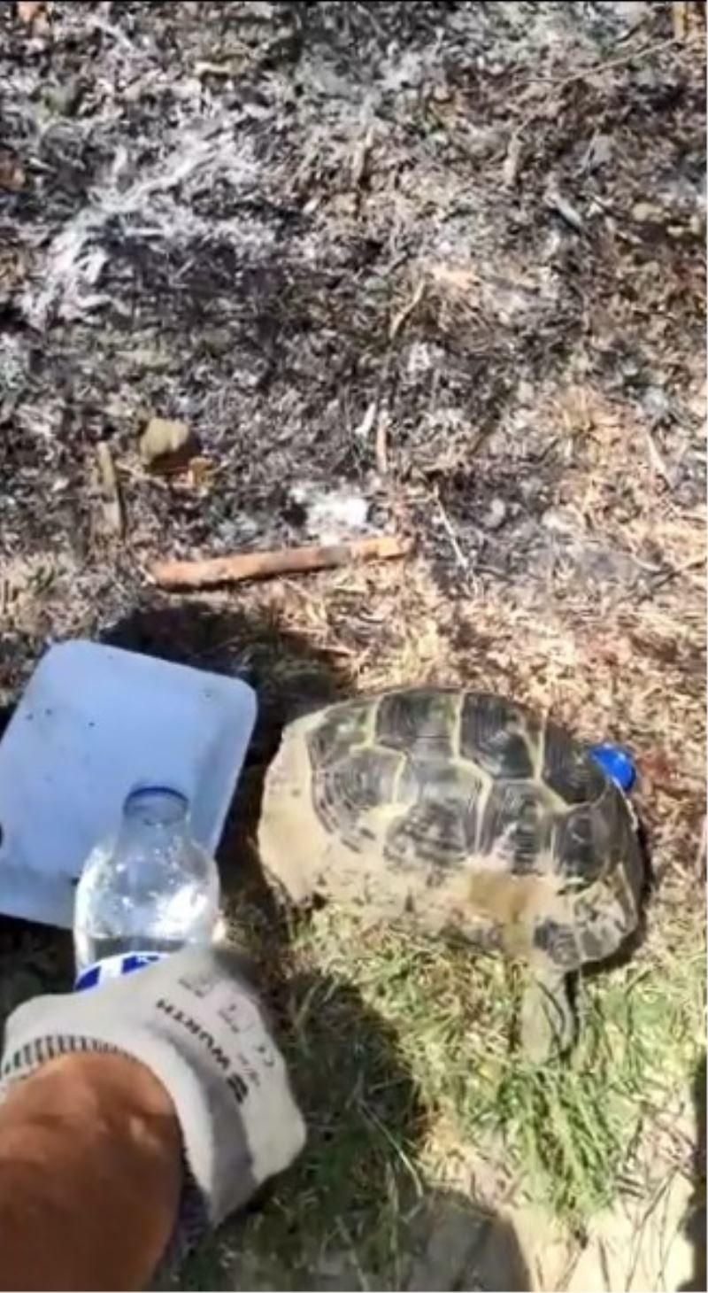 Alevlerin içinde kalan kaplumbağalara itfaiye erlerinden yardım eli
