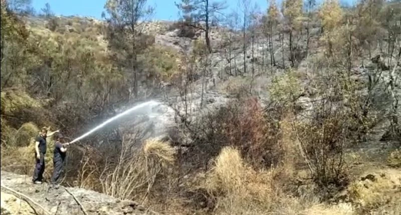 Yangının ortasında mahsur kalan domuzları kurtarmak için seferber oldular
